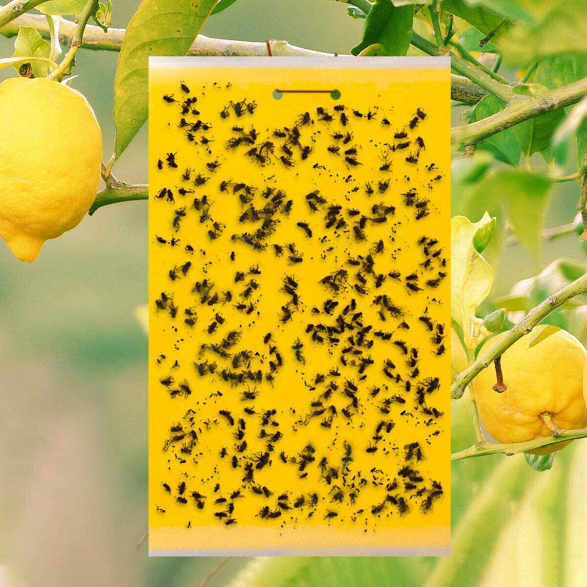 10 pcs Dual-Sided Yellow Sticky Traps for Flying Plant Insect Like Fungus Gnats, Whiteflies, Aphids, Leaf Miners, Thrips, Other Flying Plant Insects - 15x20 cm, Twist Ties Included.
